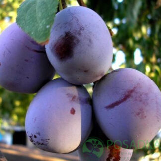 Слива Джойо (саджанець, дворічний)