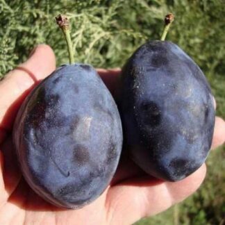 Слива Емпрес (саджанець, дворічний)