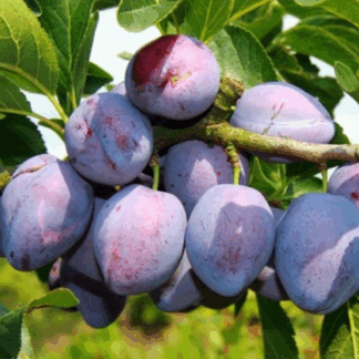 Слива Герман (саджанець, дворічний)