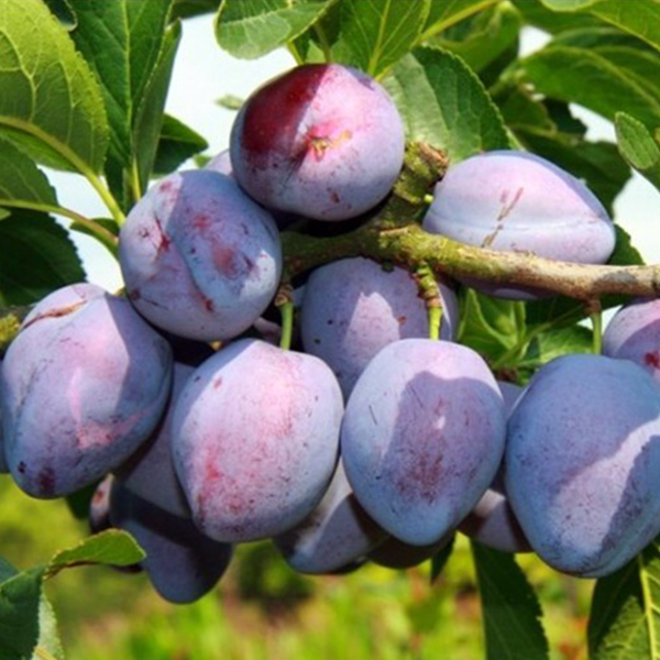 Слива Герман (саджанець, дворічний)