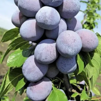 Слива Найболія (саджанець, дворічний)