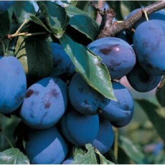 Слива Олена (саджанець, однорічний)