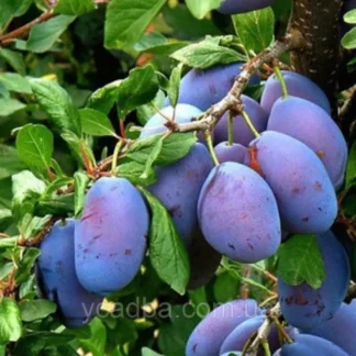 Слива Пізня Храмова (саджанець, дворічний)