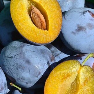 Слива Топ Гігант (саджанець, дворічний)