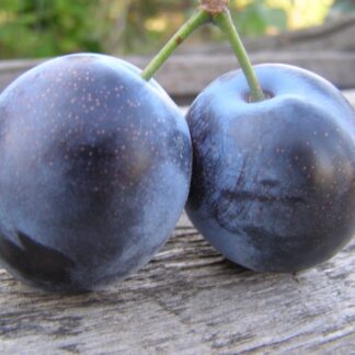 Слива Топ Гігант Плюс (саджанець, дворічний)