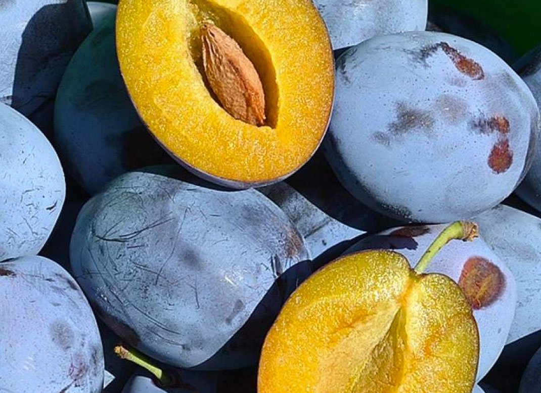 Слива Топ Гігант (саджанець, однорічний)