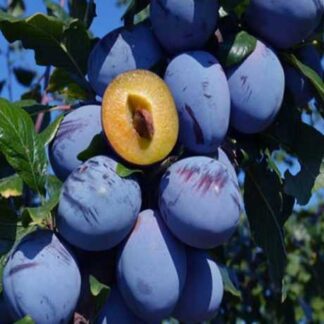 Слива Топ Хіт (саджанець, дворічний)