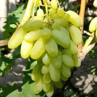 Виноград Алінка