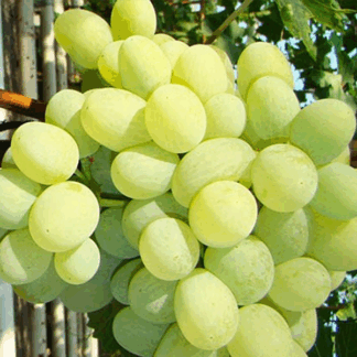 Виноград Арні