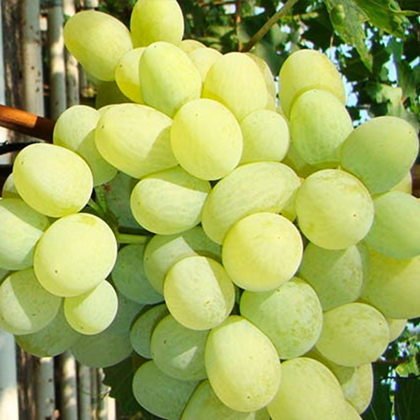 Виноград Арні