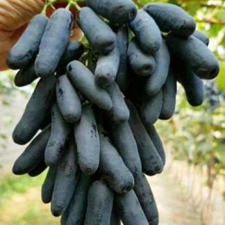 Виноград Аватар