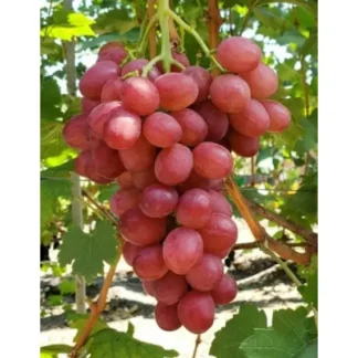 Виноград Динька