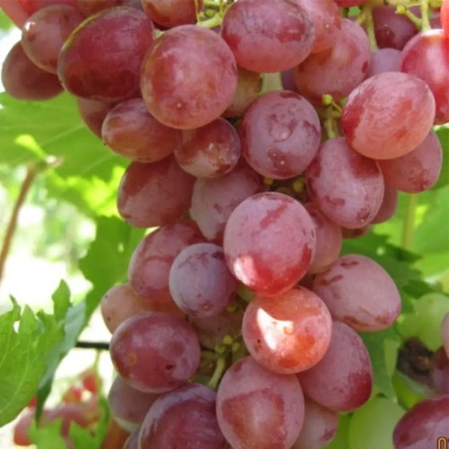 Виноград Джин