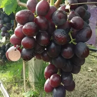 Виноград Еверест