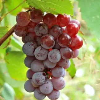 Виноград Ізабелла рожева