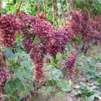 Виноград Кішміш Променистий