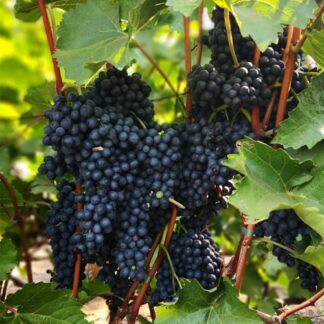Виноград Красень