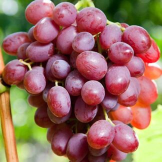 Виноград Лівія