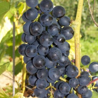 Виноград Мускат Блау