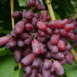 Виноград Нащадок Різамата