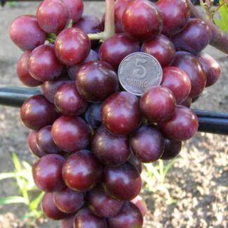 Виноград Подарунок Несветая