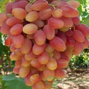 Виноград Сенсація