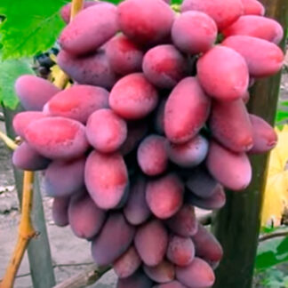 Виноград Талдун