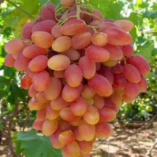 Виноград Ух-ти