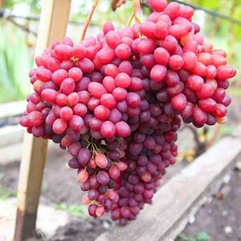 Виноград Велес