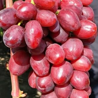 Виноград Велюр