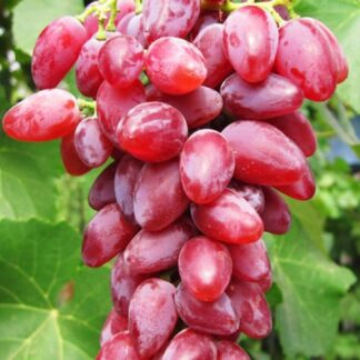 Виноград Зоренька