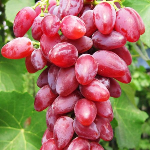 Виноград Зоренька