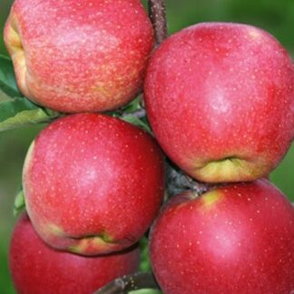 Яблуня Чемпіон Арно (саджанець, дворічний)