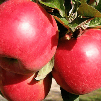 Яблуня Ерлі Женева (саджанець, дворічний)