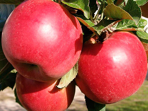 Яблуня Ерлі Женева (саджанець, дворічний)