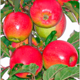 Яблуня Лігол (саджанець, дворічний)