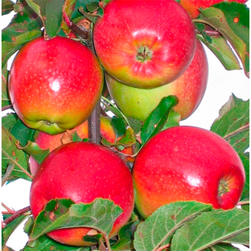 Яблуня Лігол (саджанець, однорічний)