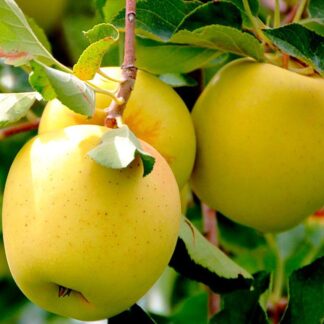 Яблуня Оріон (саджанець, дворічний)