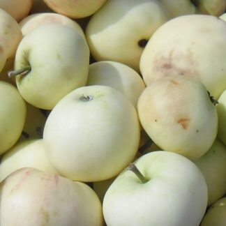 Яблуня Папіровка (саджанець, дворічний)