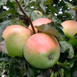 Яблуня Пепінка (саджанець, дворічний)