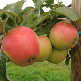 Яблуня Пінова (саджанець, дворічний)
