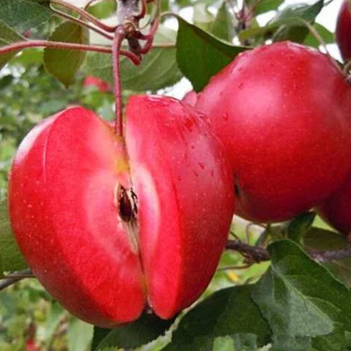 Яблуня Ред Кетті (саджанець, однорічний)