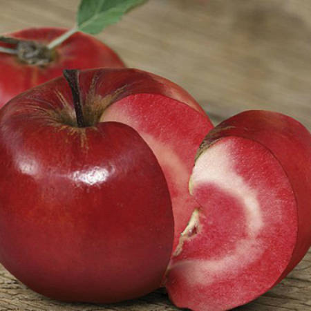 Яблуня Ред Сан (саджанець, однорічний)
