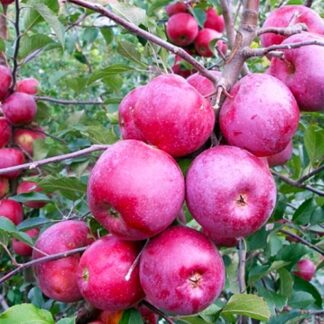 Яблуня Спартан (саджанець, дворічний)