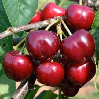 Черешня Тамара (саджанець, дворічний)
