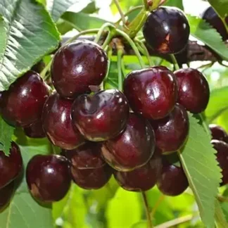 Черешня Скіна (саджанець, дворічний)