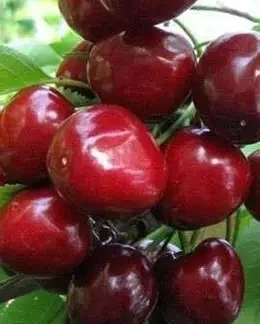 Черешня Техлован (саджанець, дворічний)