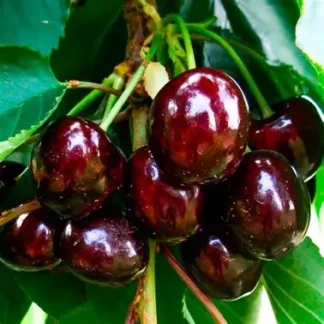 Черешня Блек Стар (саджанець, дворічний)