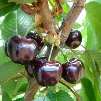 Черешня Бігаро Бурлат (саджанець, дворічний)