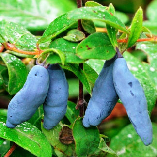 Жиломость Німфа (саджанець, трирічний)